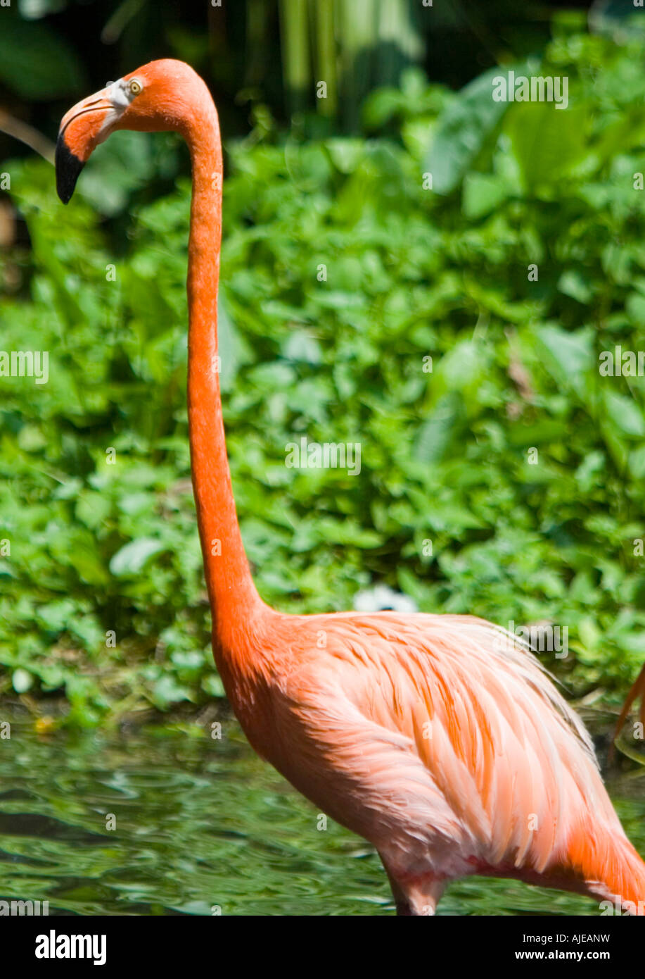 Bright pink Caribbean Flamingo Jurong Bird Park Singapore Stock Photo