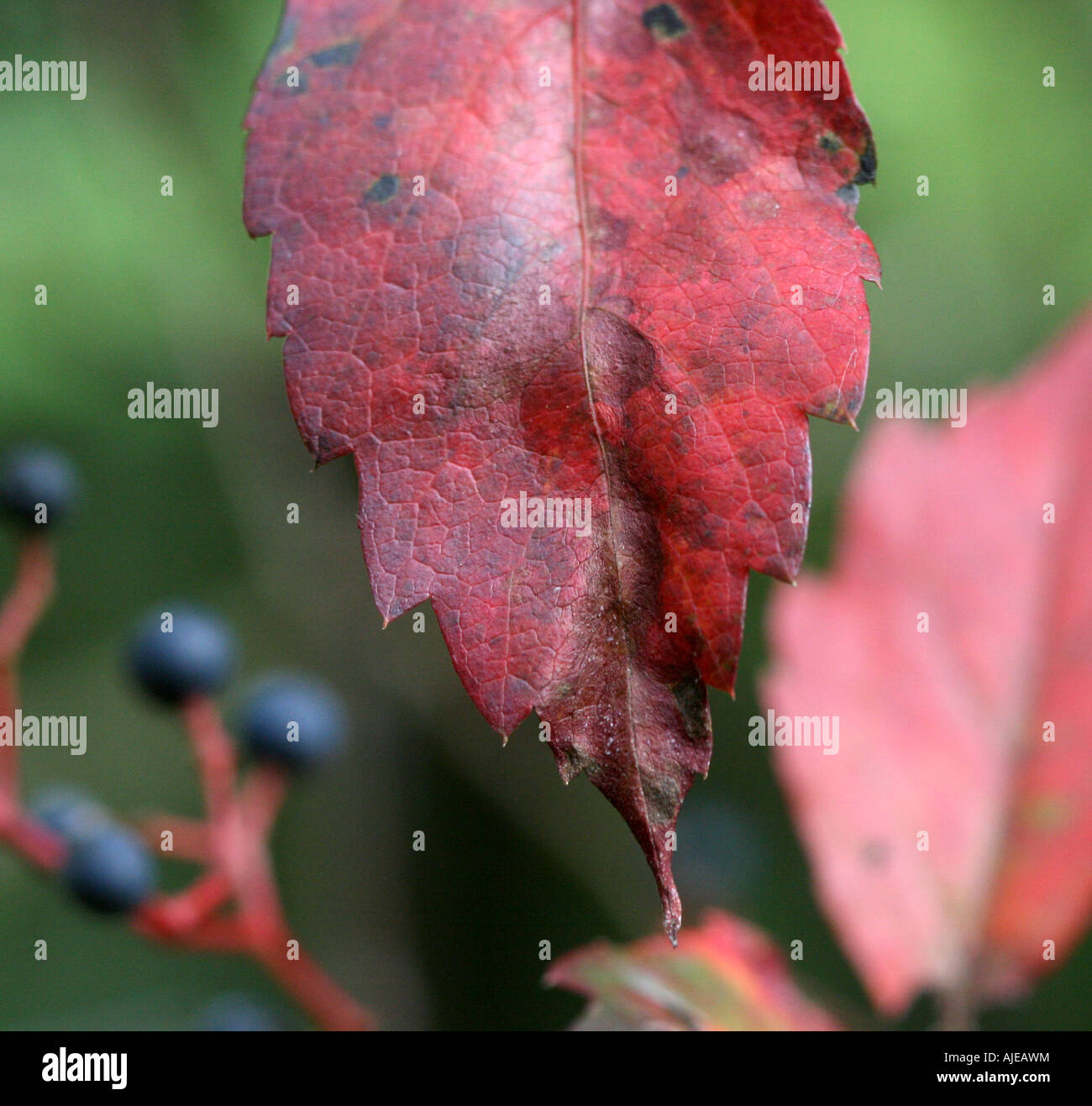 Blue berries red leaves hi-res stock photography and images - Alamy