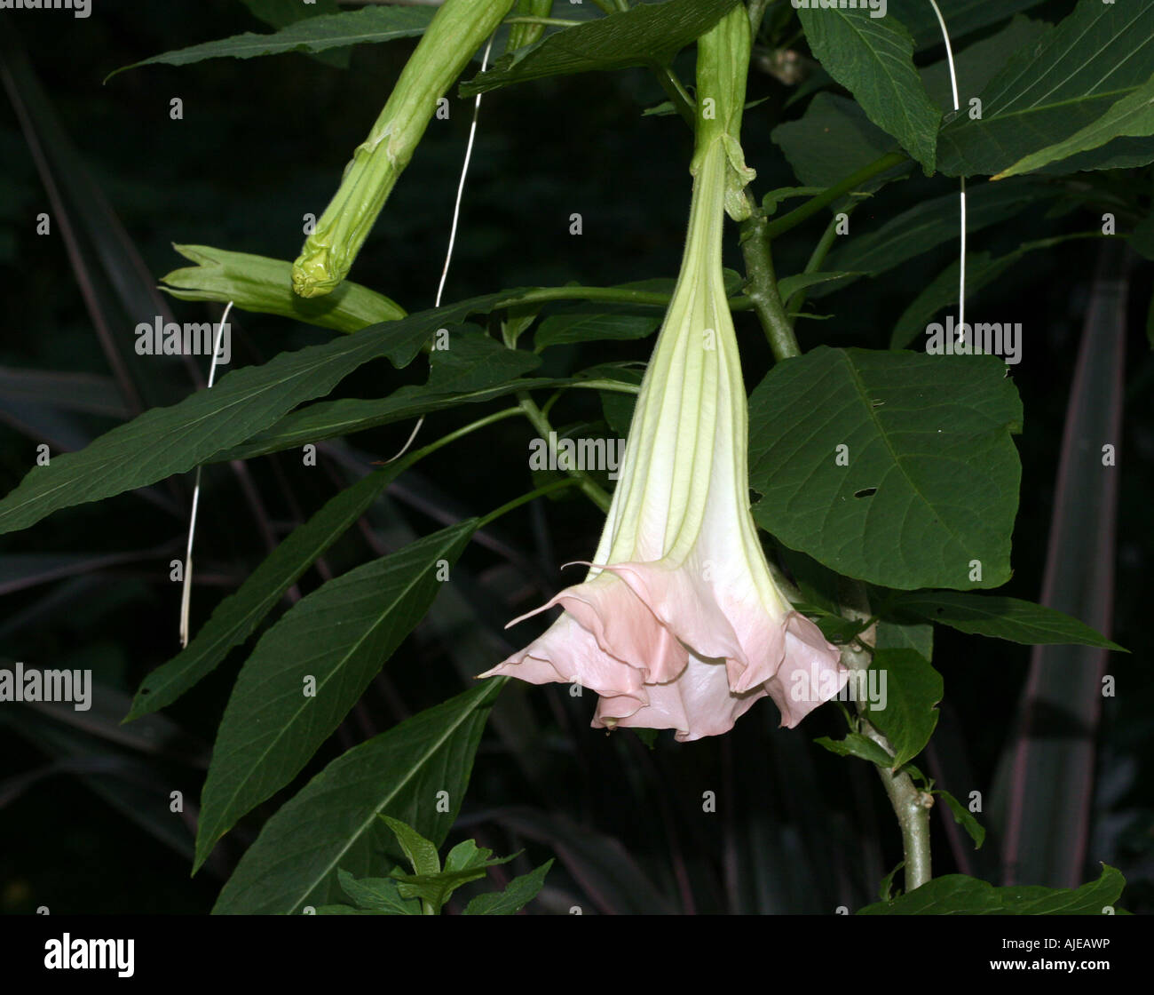 A very large pink trumpet flower Stock Photo Alamy