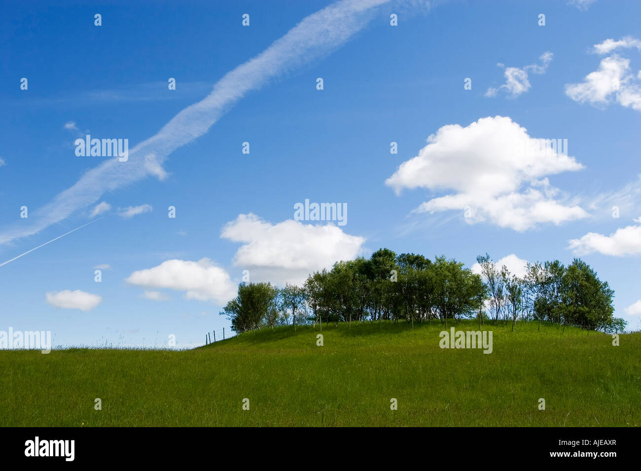 Green field with group of trees hi-res stock photography and images - Alamy