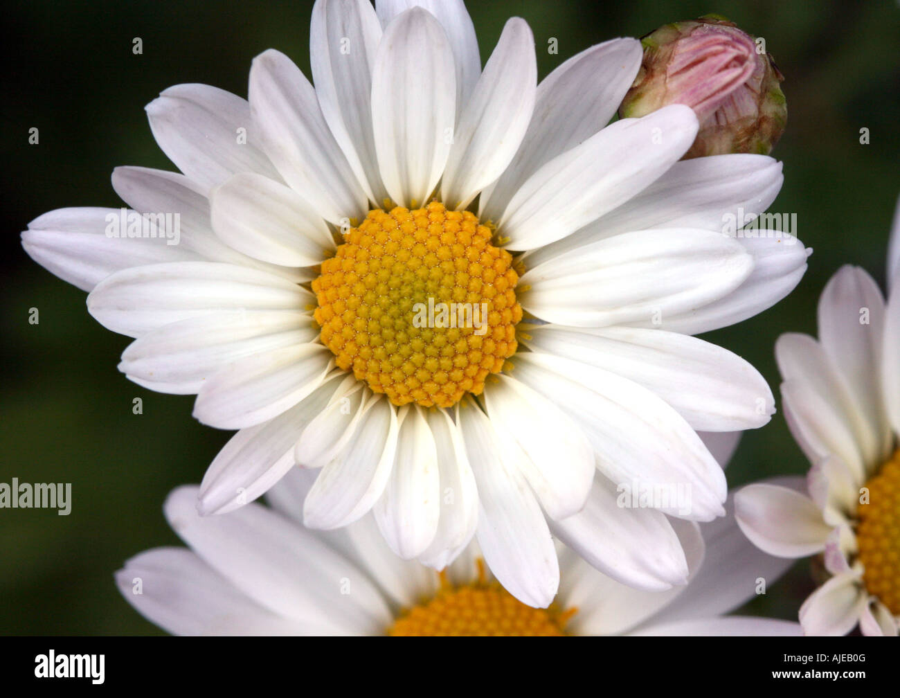 White ox eye daisy flower hi-res stock photography and images - Alamy