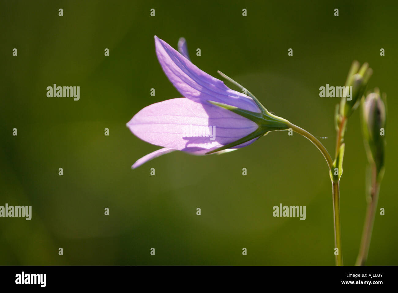 Bellflower in front of a dark background (Campanula) Stock Photo
