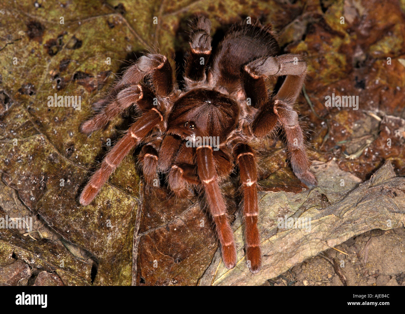 King Baboon Citharischius crawshayi Tarantula Stock Photo - Alamy