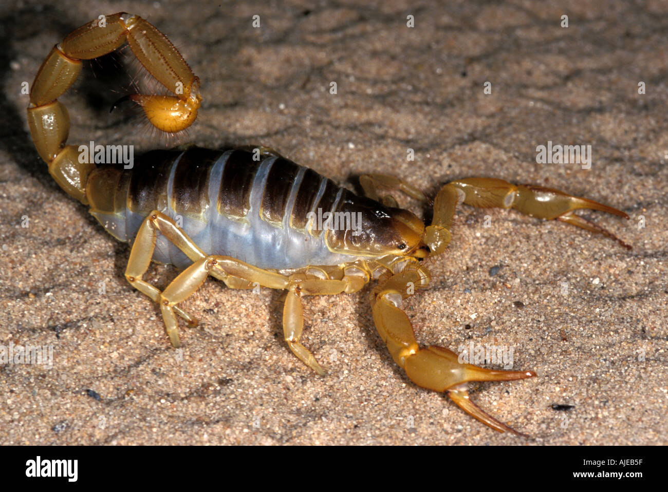 Scorpion Hadrurus arizonensis Arizona Stock Photo