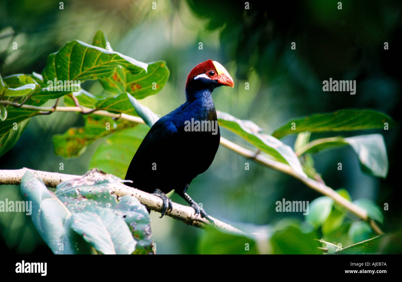 Violet Turaco Musophaga violacea in forest Gambia Stock Photo
