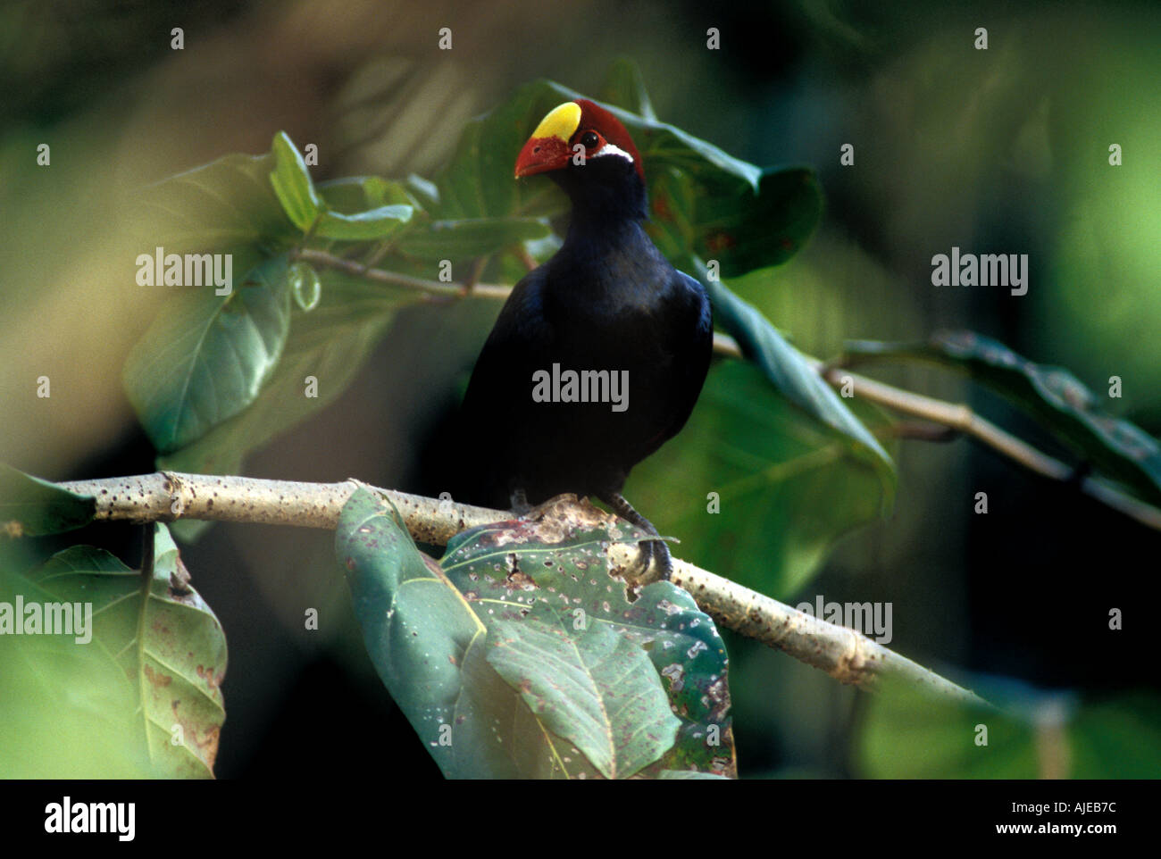 Violet Turaco Musophaga violacea in forest Gambia Stock Photo