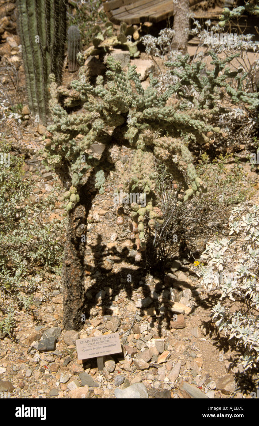Arizona USA Sonoran Desert Museum Flora Fauna Chain Fruit Cholla Velas de la Coyote Opuntia fulgida mammilata Cactus Stock Photo