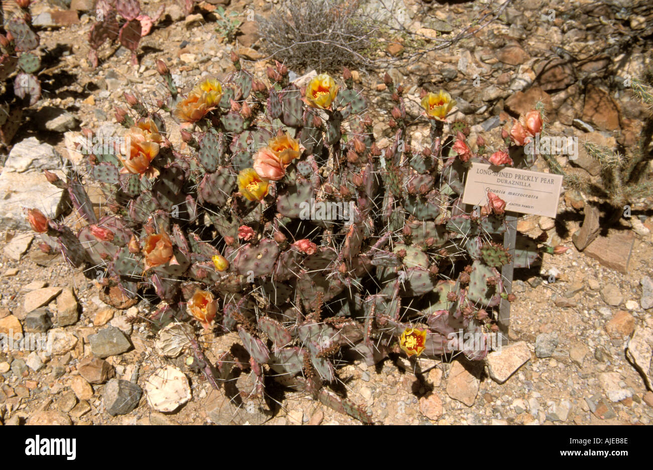 Arizona USA Sonoran Desert Museum Flora Fauna Long Spined Prickly Pear Duraznilla Opuntia Macrocentra Cactus Stock Photo
