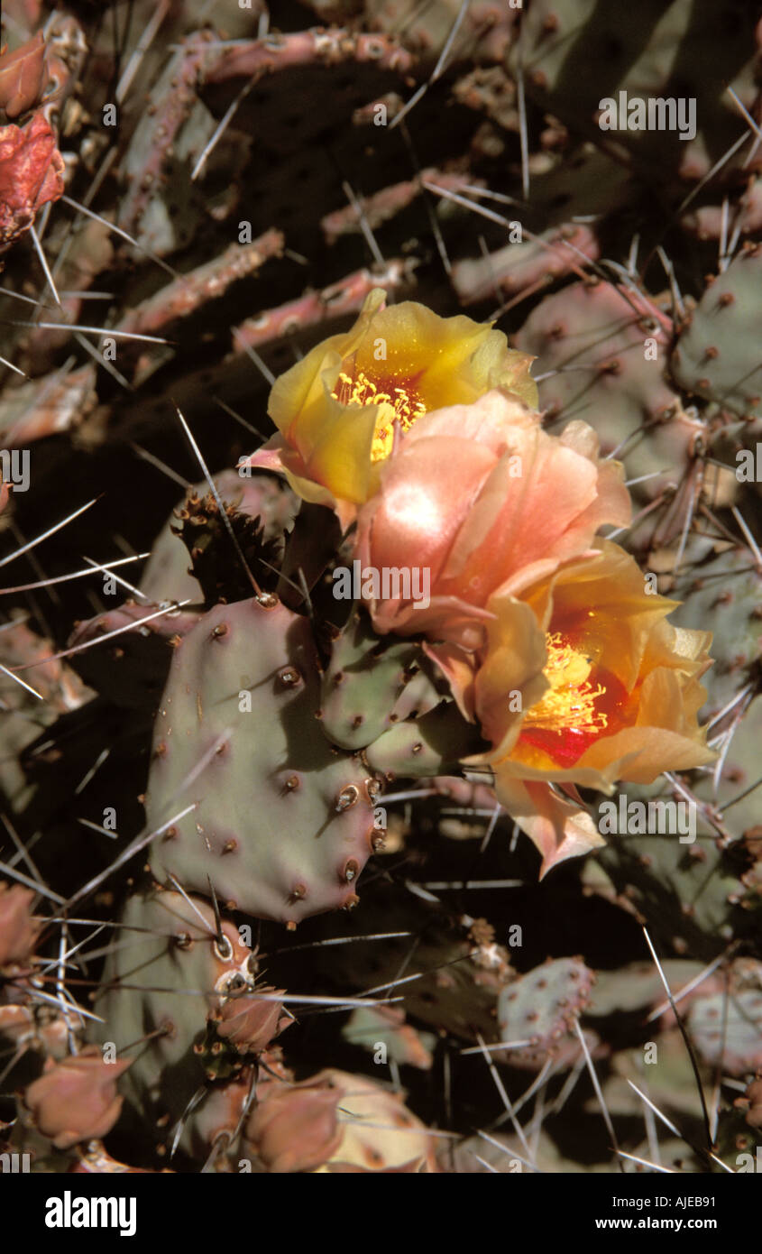 Arizona USA Sonoran Desert Museum Flora Fauna Long Spined Prickly Pear Duraznilla Opuntia Macrocentra Cactus Stock Photo