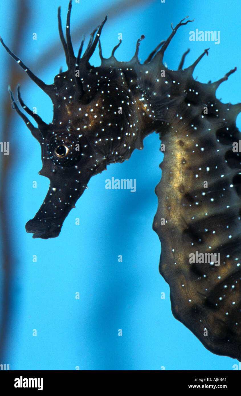 Common seahorse Stock Photo