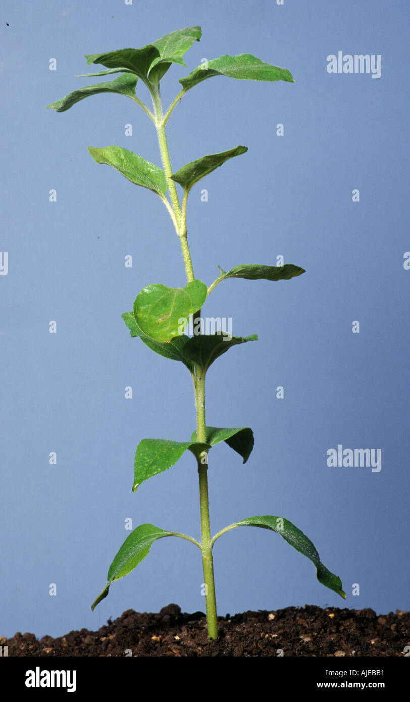 Sunflower before flowering Stock Photo Alamy