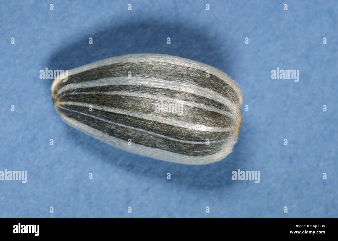 seed of the sunflower Stock Photo