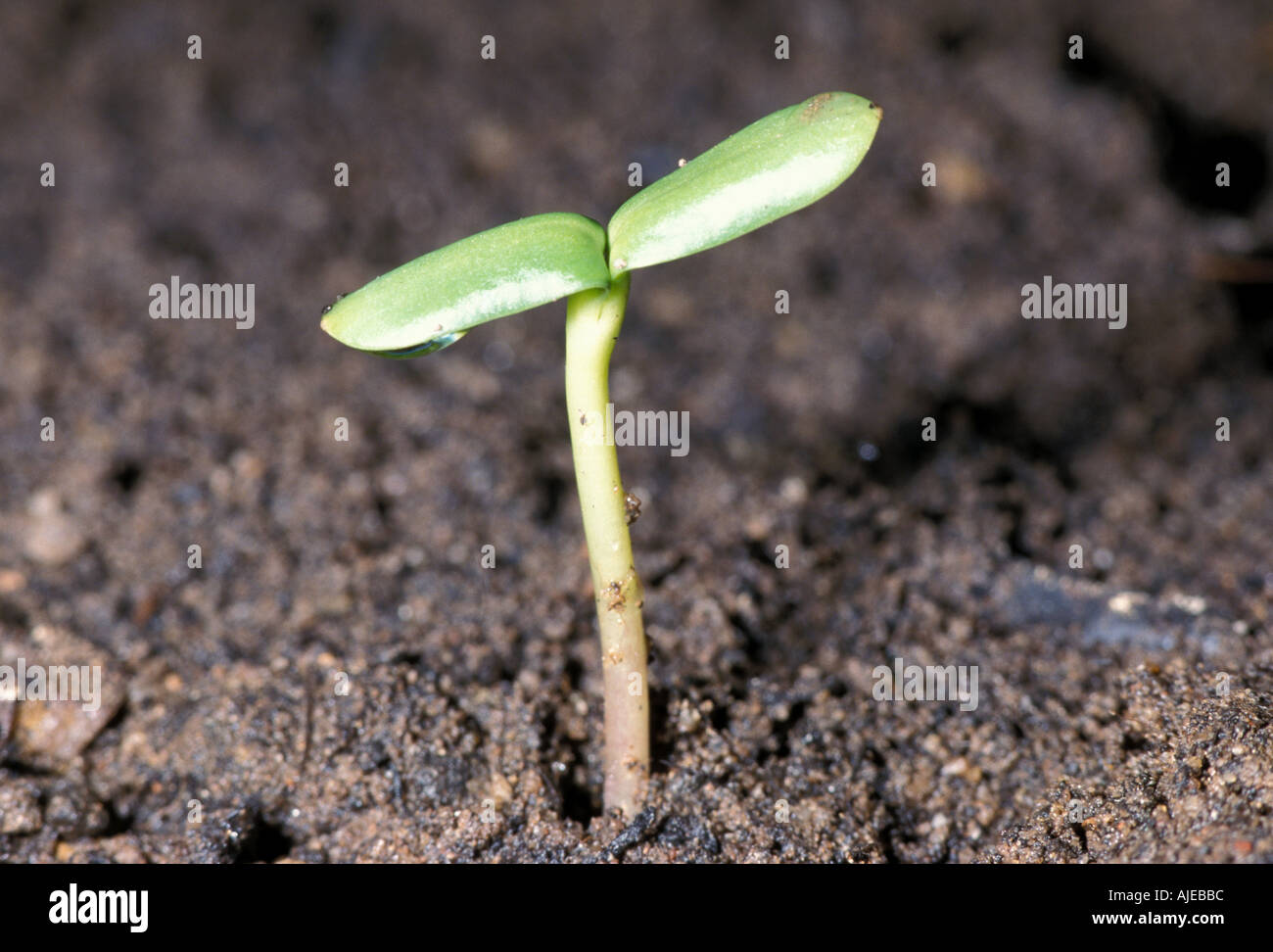 Sunflowers Helianthus annuus seedling shoot sprouting out of soil seed