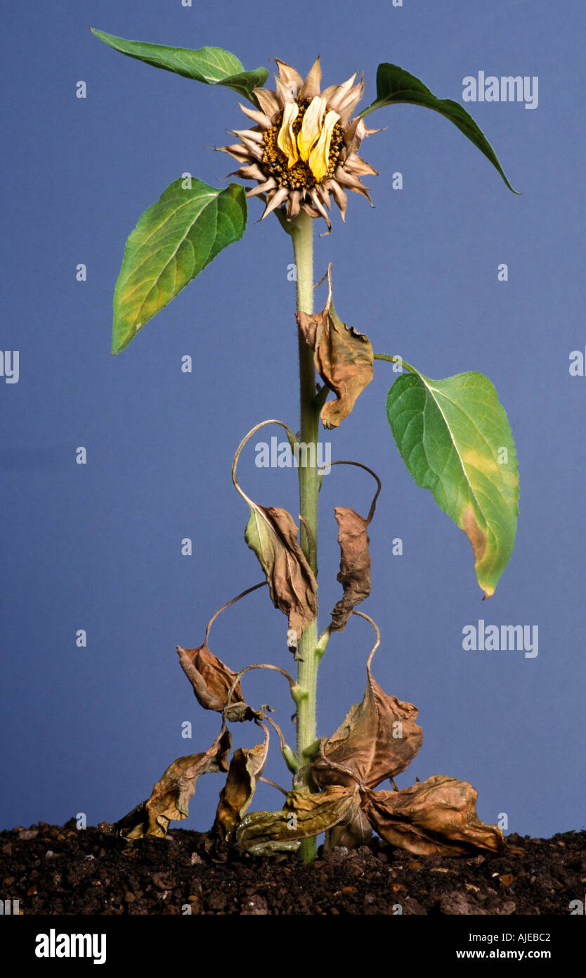 Sunflowers Helianthus annuus flower head and leaves dying wilting