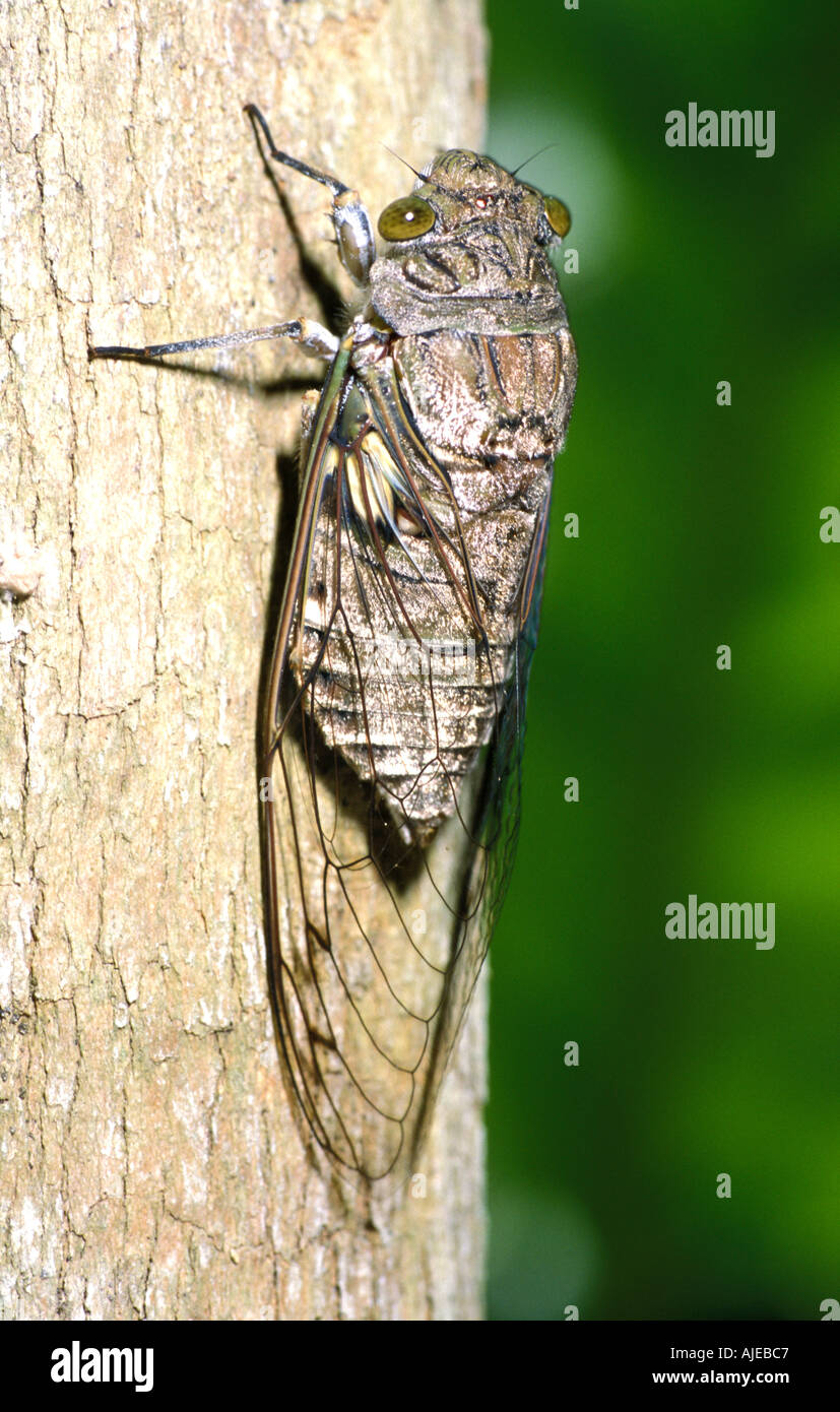 Green Eyed Cicada Hemiptera Belize Stock Photo Alamy