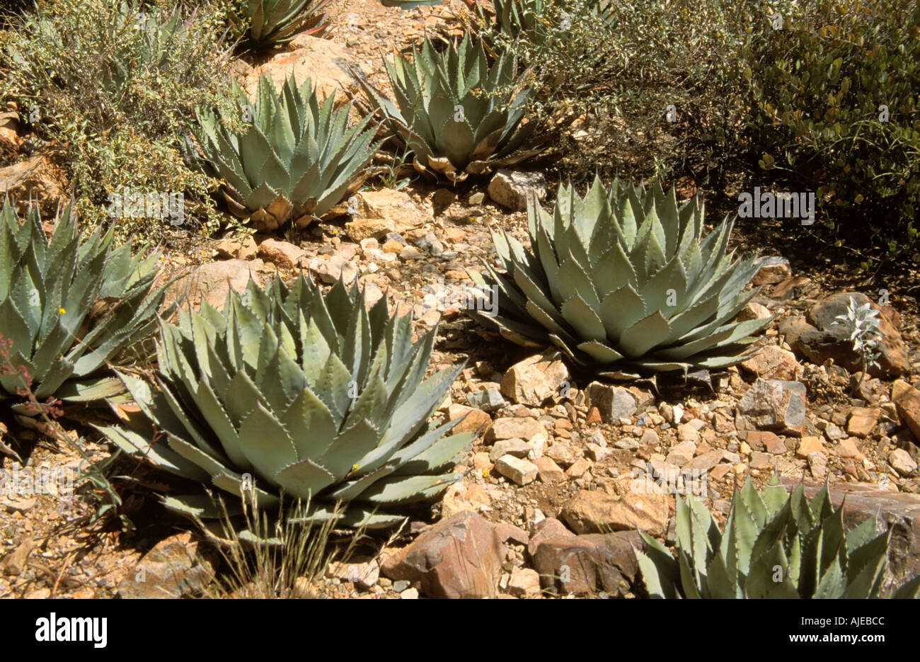 Arizona USA Sonoran Desert Museum Flora Fauna Cow Horn Agave Lechuguilla Verde Agave bovicornuta Cactus Stock Photo