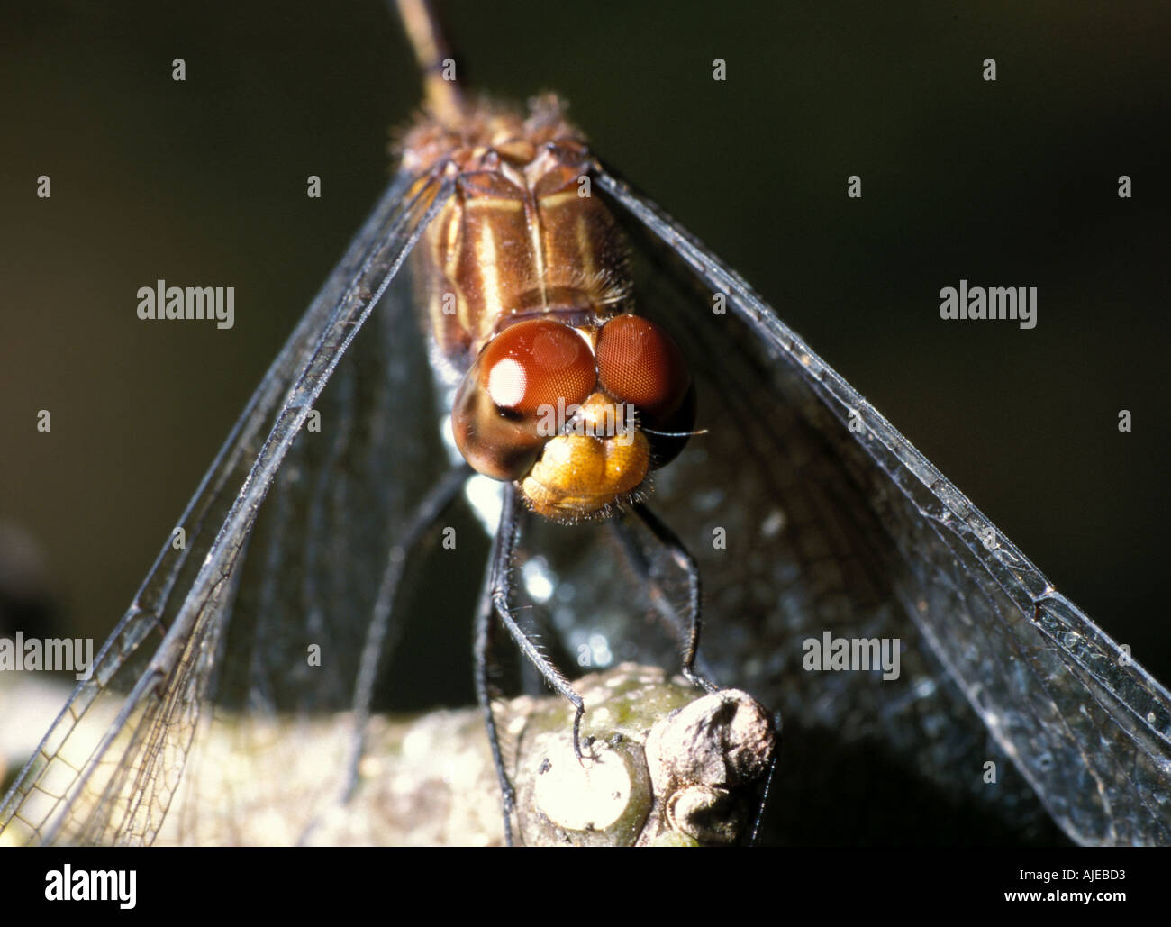 Dragonfly close up showing compound eyes Belize Stock Photo