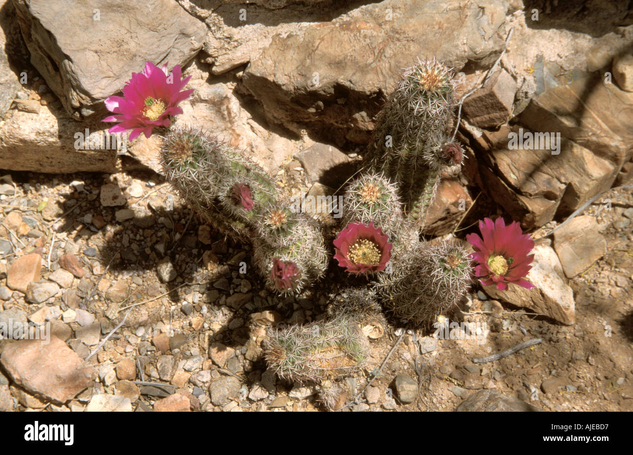Arizona USA Sonoran Desert Museum Flora Fauna Bonker Hedgehog Echinocereus fendleri bonkerae Cactus Stock Photo