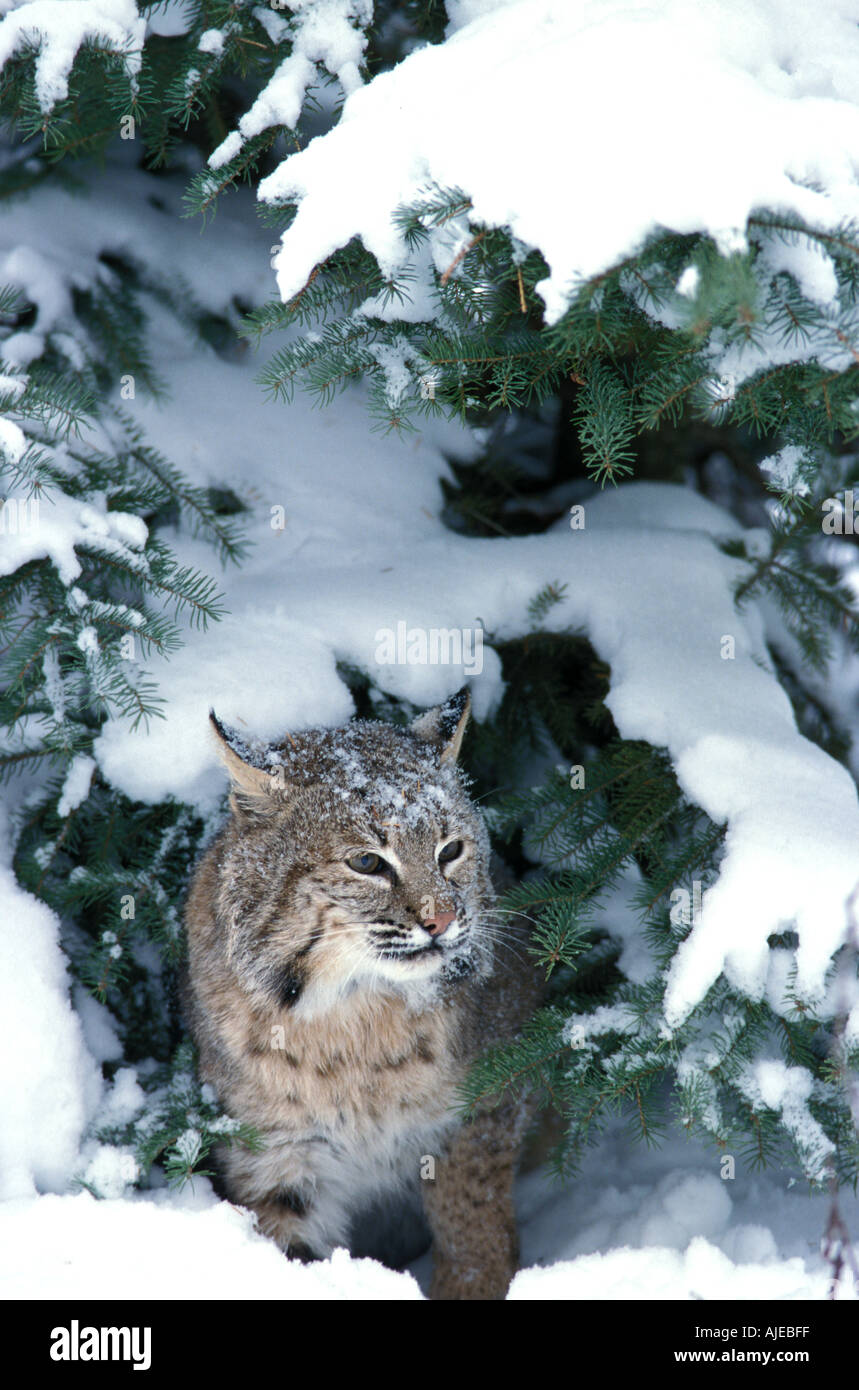 Bobcat Lynx rufus Minnesota USA Stock Photo