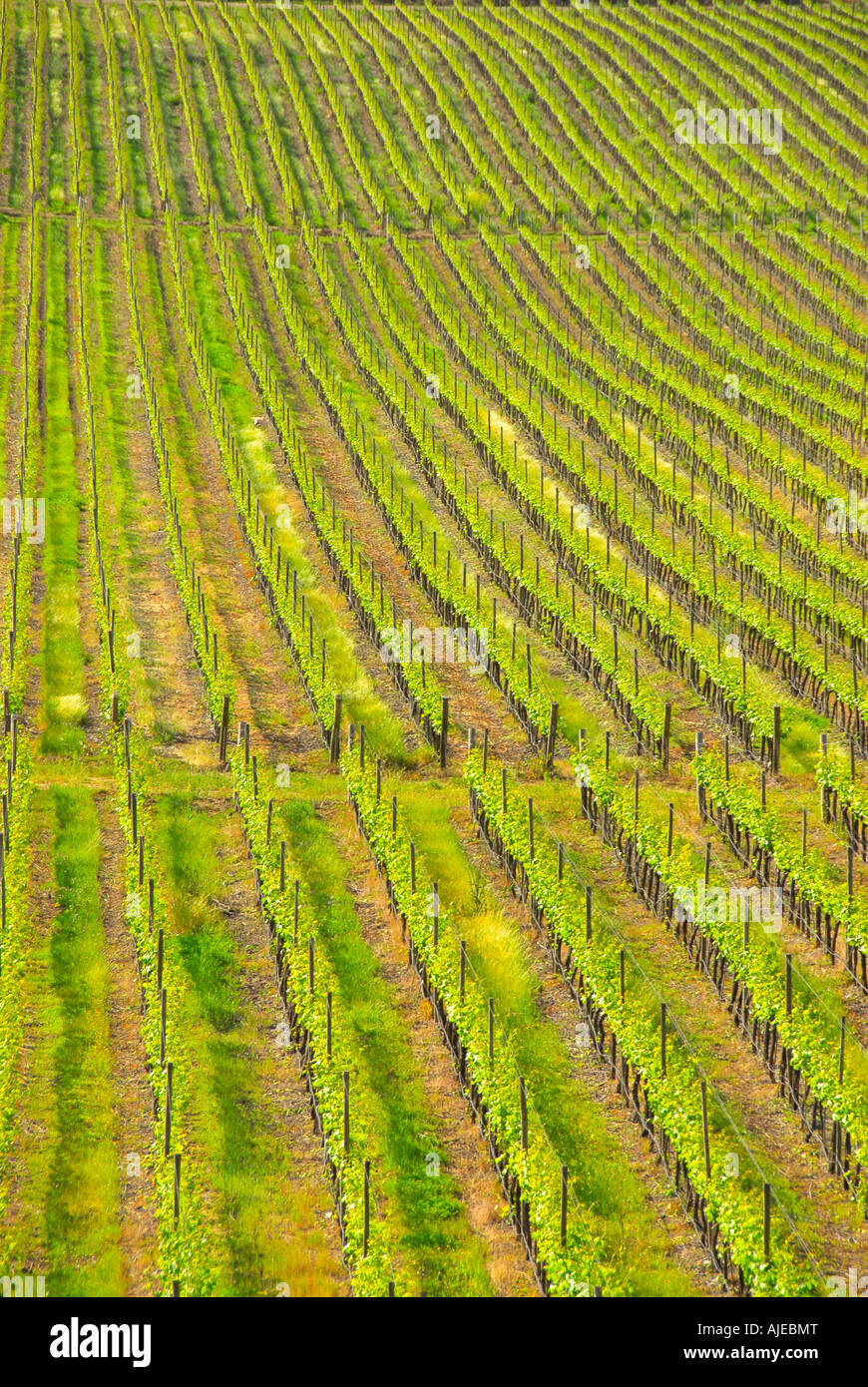 aerial view chile chilean countryside vineyard tourist destination chile chilean countryside wine country panoramic scenic Stock Photo