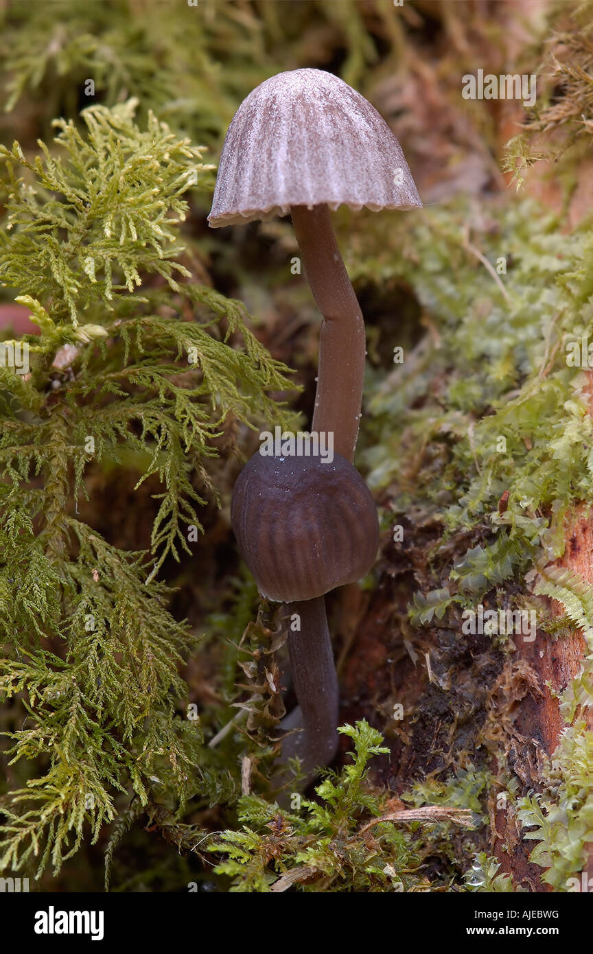Mycena fungi Growing on Mossy Tree Stump Stock Photo