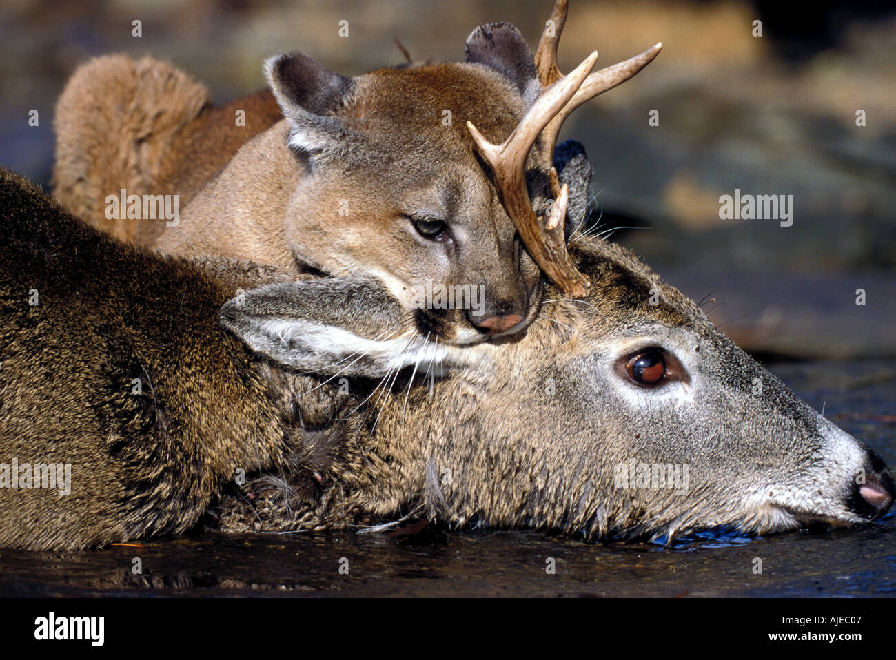 Cougar Mountain Lion or Puma Minnesota USA Stock Photo Alamy