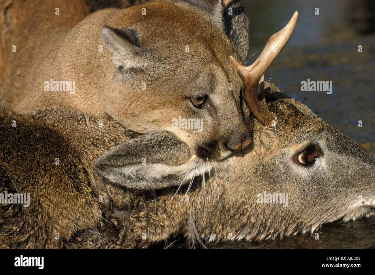 Cougar Mountain Lion or Puma Minnesota USA Stock Photo Alamy