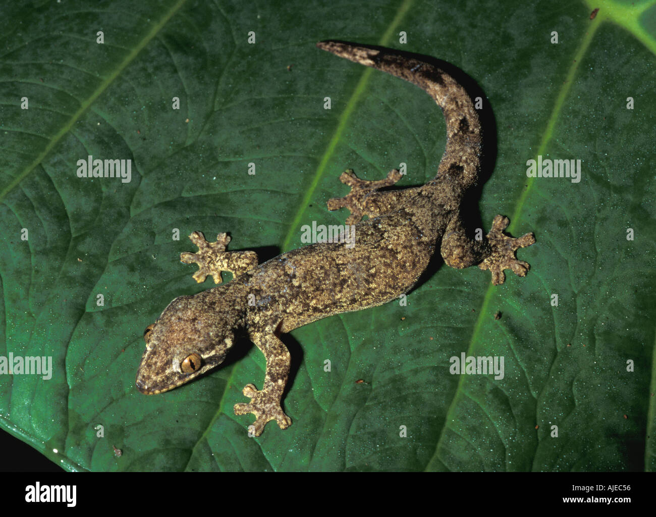 Gecko Sphaerodactylus species Stock Photo