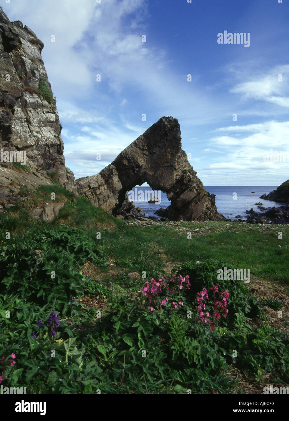 dh Tarlair rock MACDUFF BANFFSHIRE Sea arch spring flowers and beach scotland Stock Photo