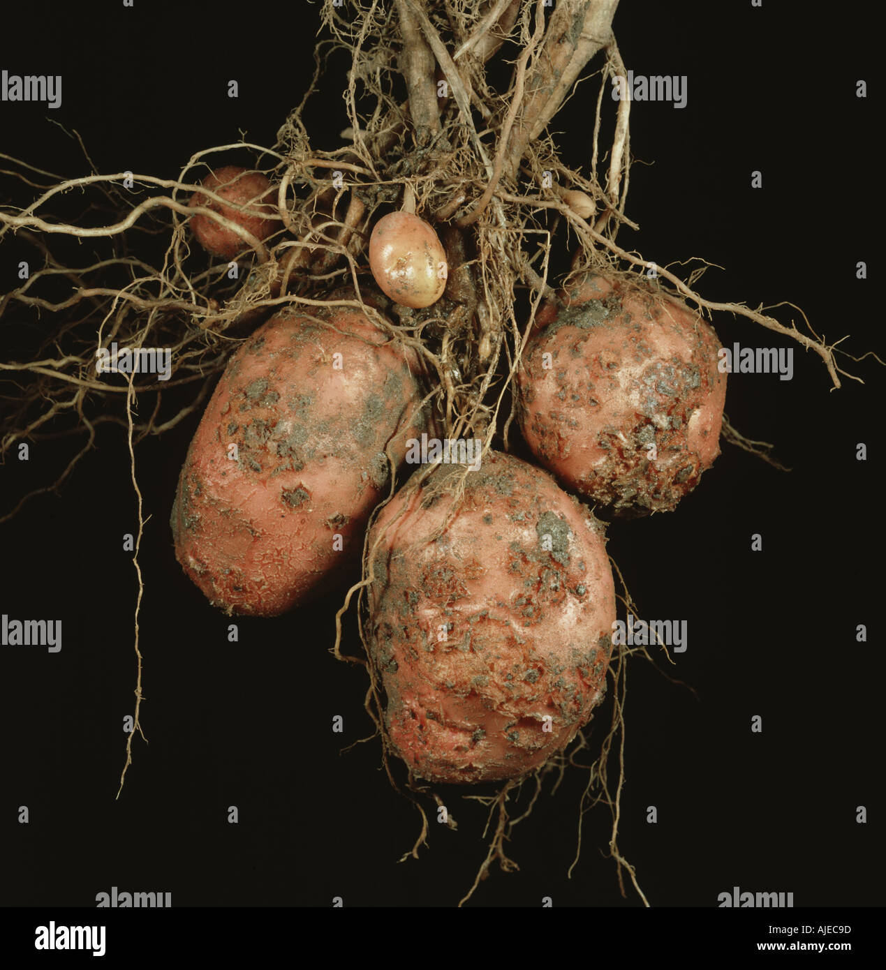 Common scab Streptomyces scabies lesions and pustules on a potato tuber Scab is a common bacterial disease on potatoes Stock Photo