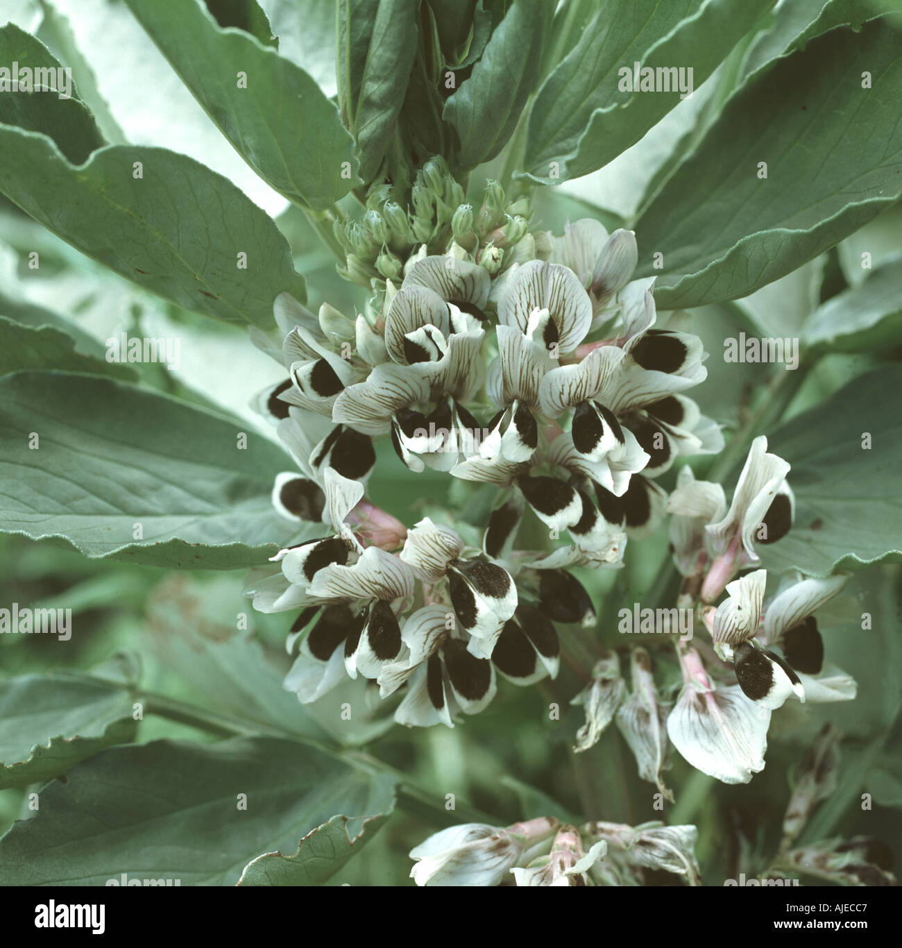 Broad bean Vicia faba dense tightly packed black and white flowers among leaves Stock Photo