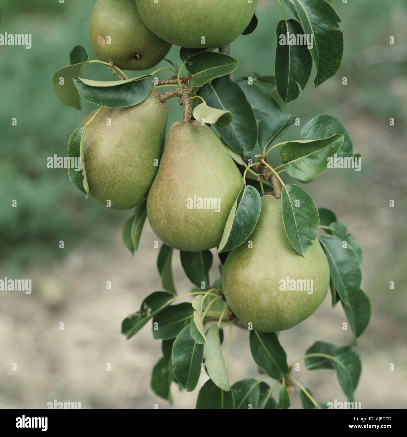 Comice pears hi-res stock photography and images - Alamy