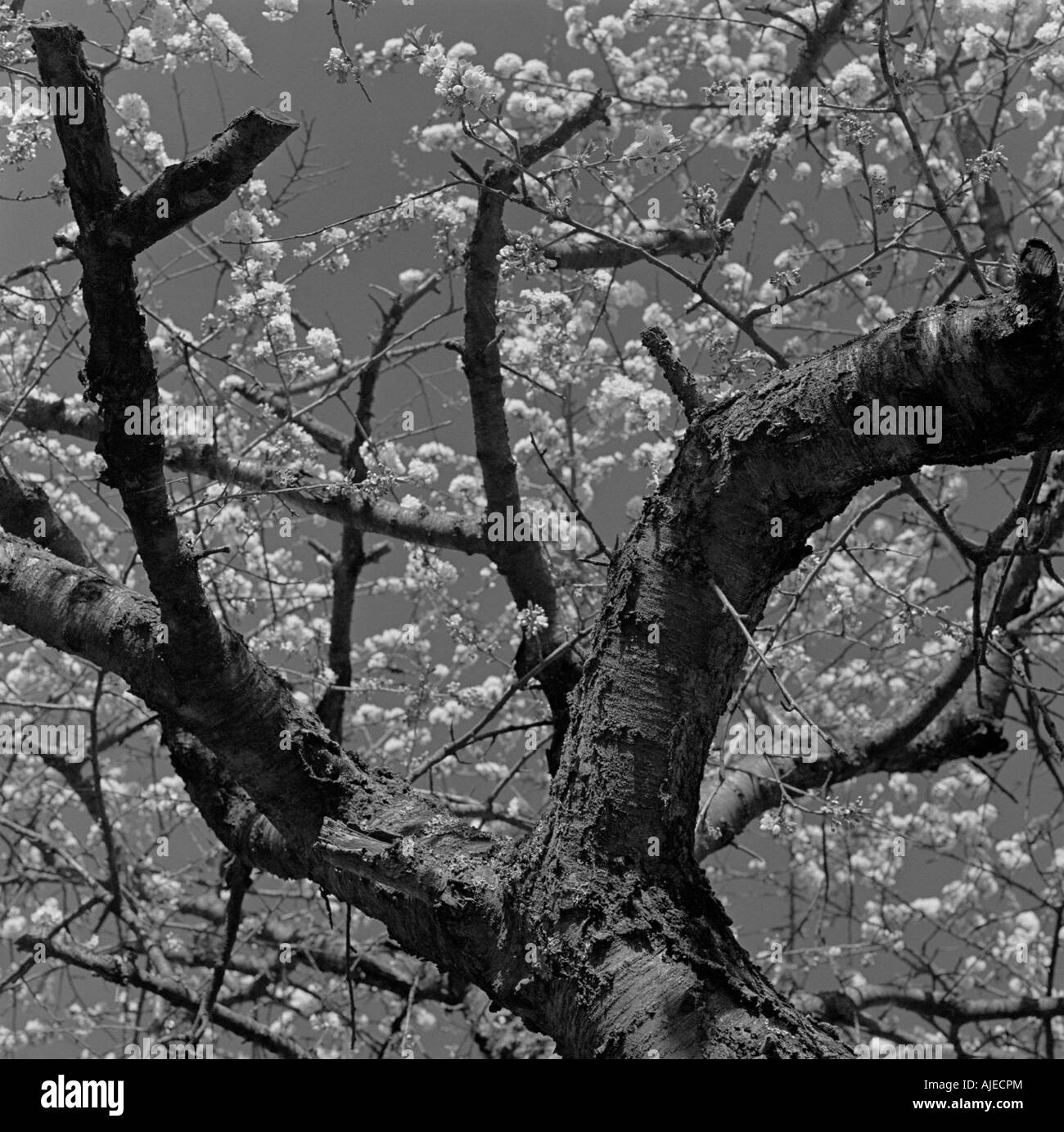 Black cherry tree Black and White Stock Photos & Images Alamy