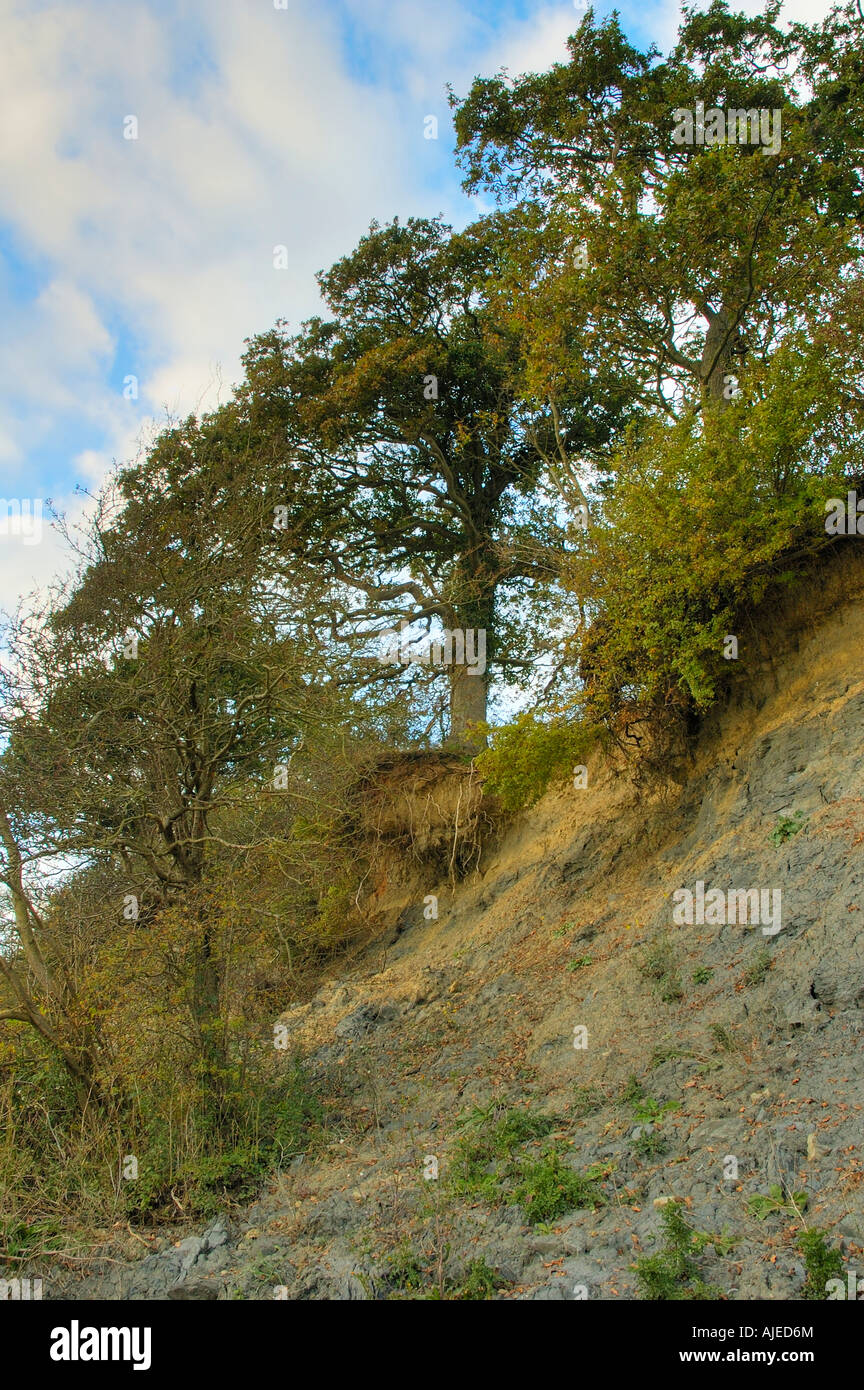 Exposed roots oak tree hires stock photography and images Alamy