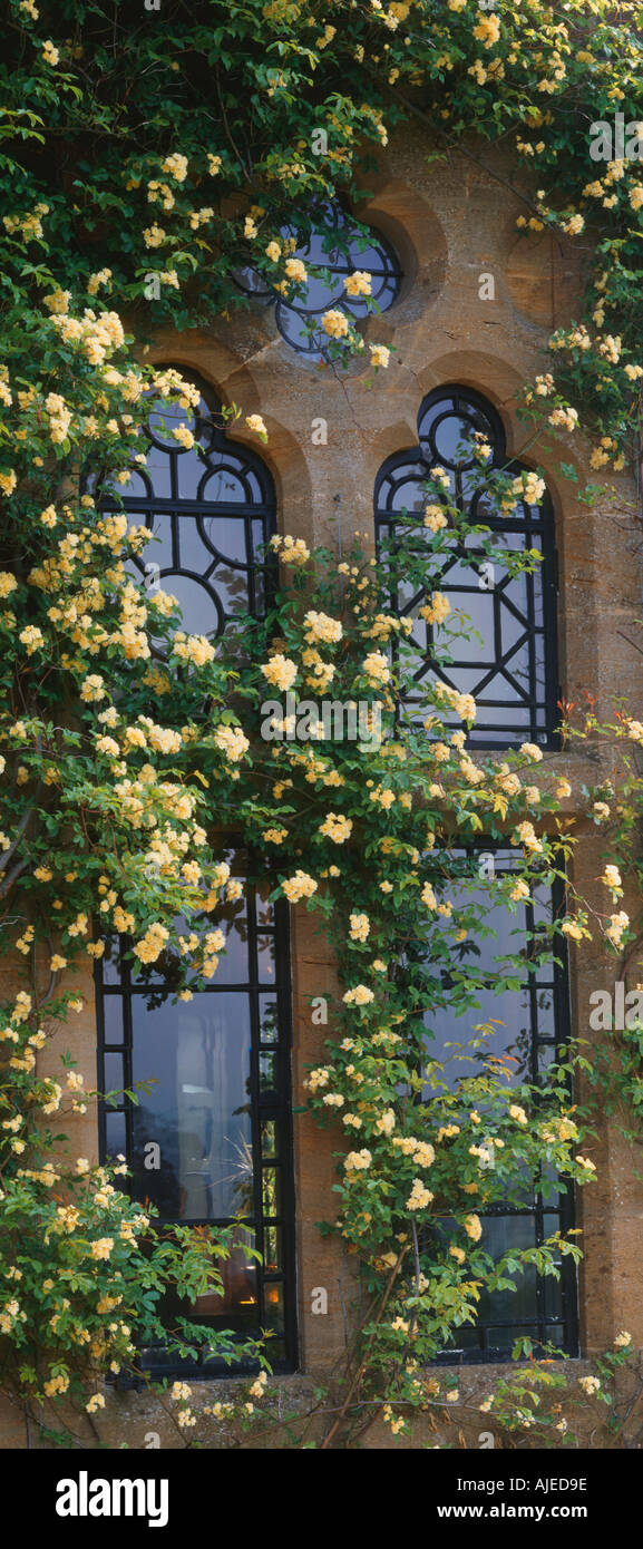 Rosa banksiae Lutea climbing over a window at Knightshayes Court Devon Stock Photo