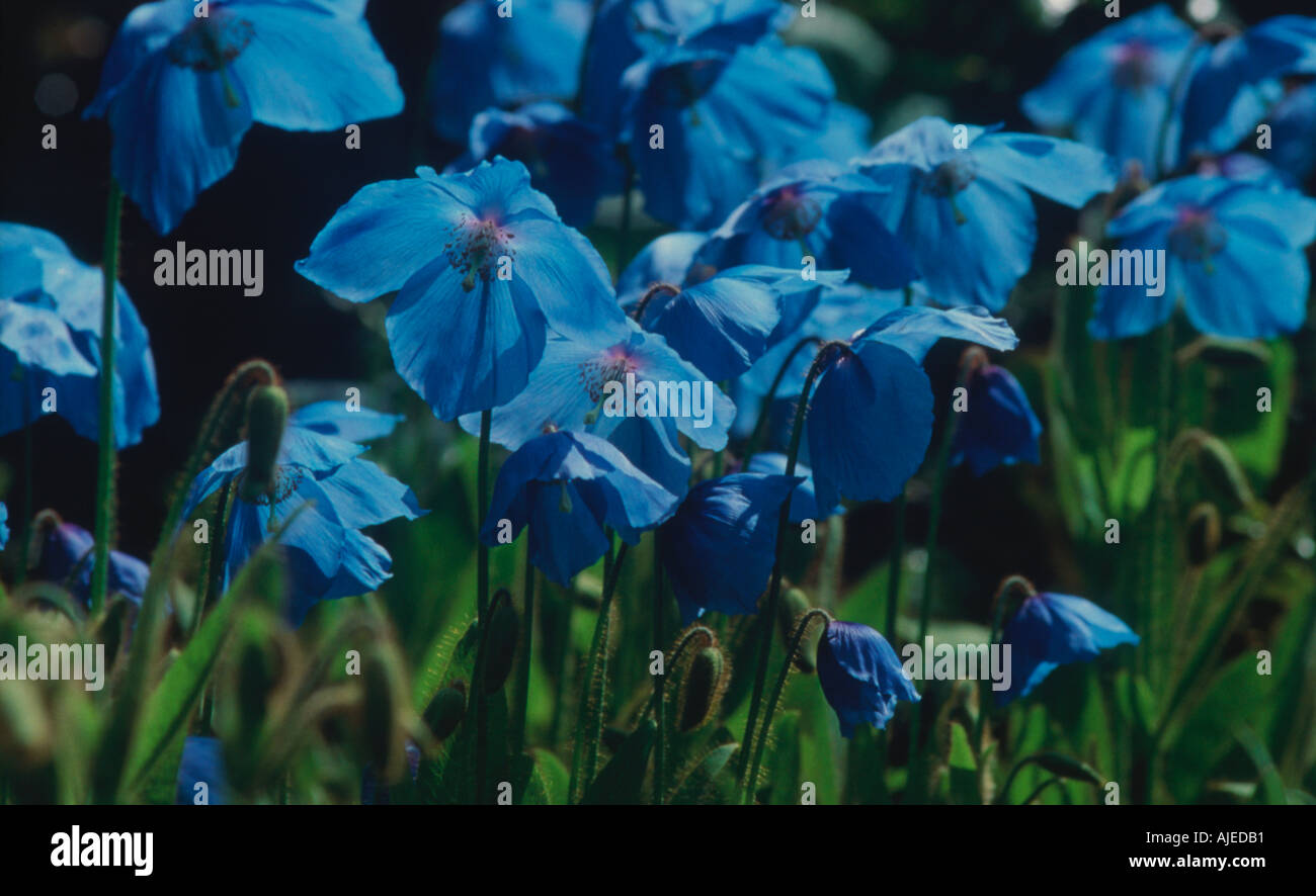 Close up of some Meconopsis betonicifabia blue poppies at Rowallane County Down Northern Ireland Stock Photo