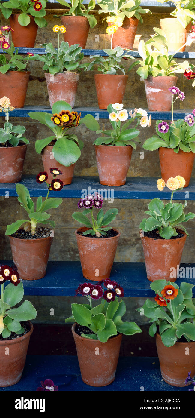 auricula primulas in terracotta pots on the shelves in the Auricula Theatre at Calke Abbey Derbyshire Stock Photo