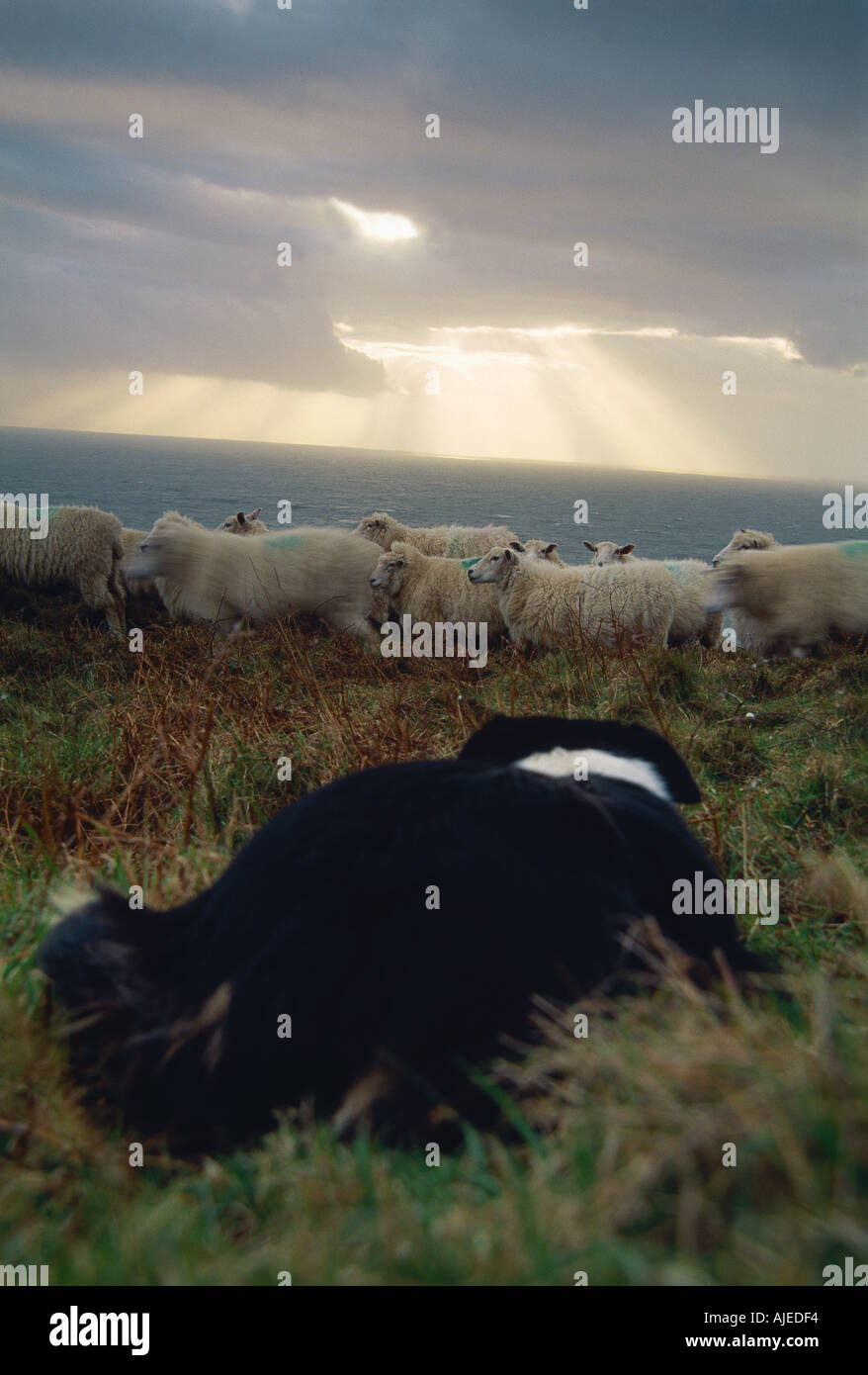 Border Collie sheepdog working the sheep at Morte Point in Devon Stock Photo