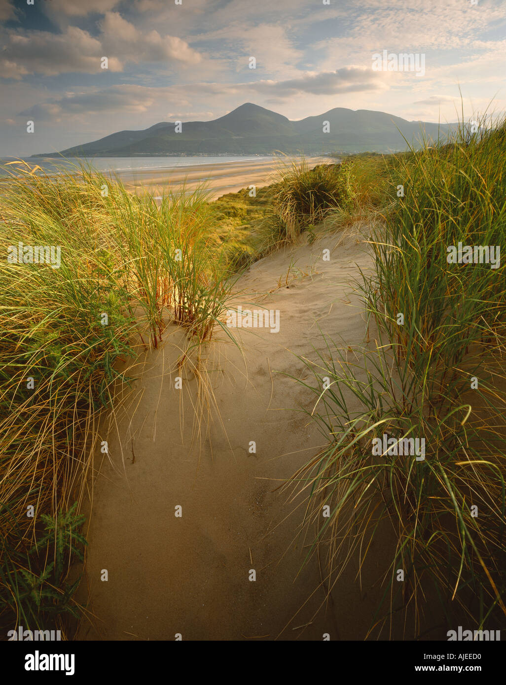 First nature reserve at Murlough Beach County Down Northern Ireland