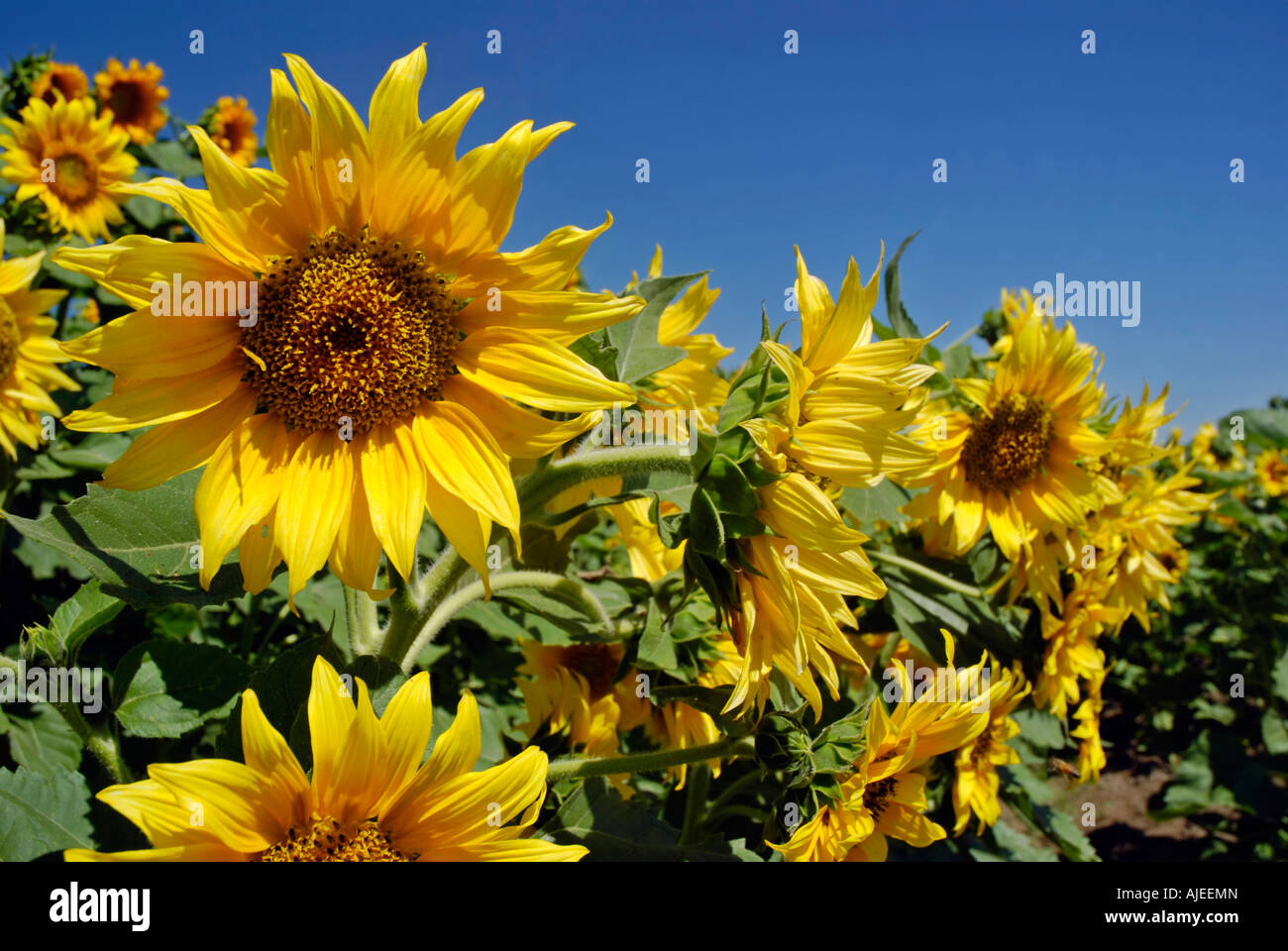 Sunflowers in a field under a bright blue sky Stock Photo - Alamy