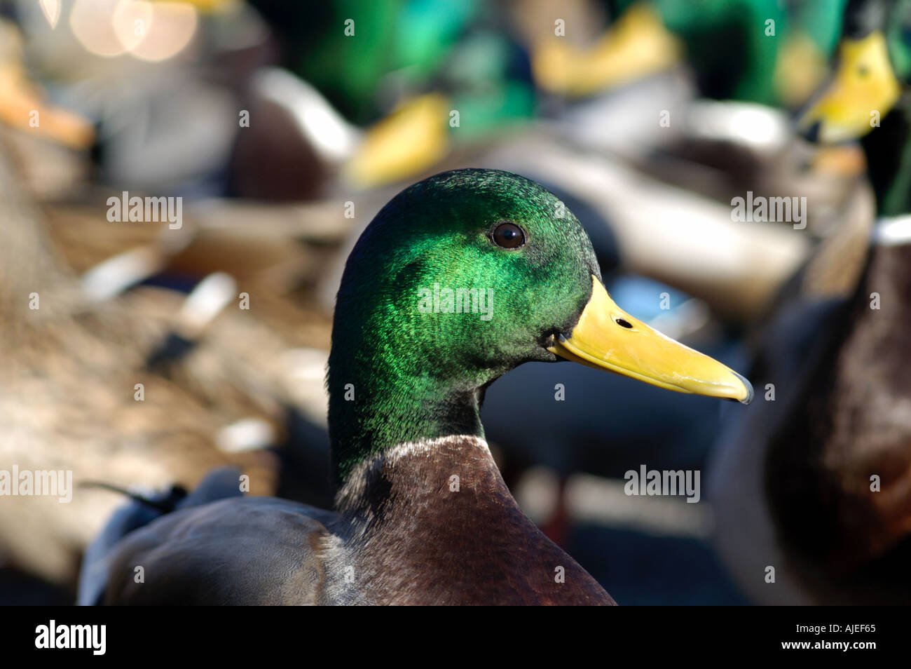 Male mallard duck close up profile Stock Photo