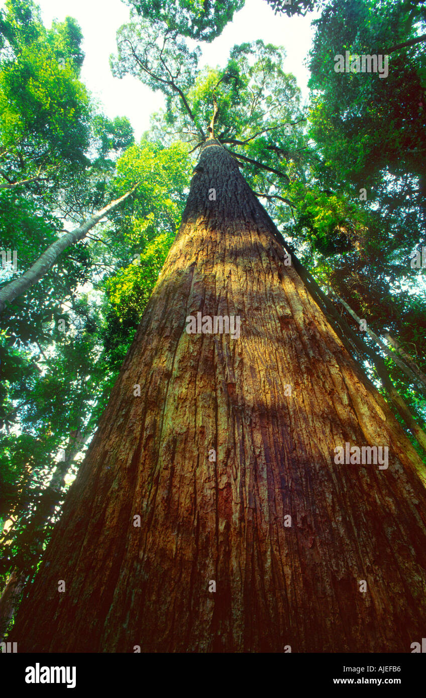 Giant of the southeast Asian tropical rainforests a Dipterocarp tree Shorea curtisii Bukit Timah Nature Reserve Singapore Stock Photo