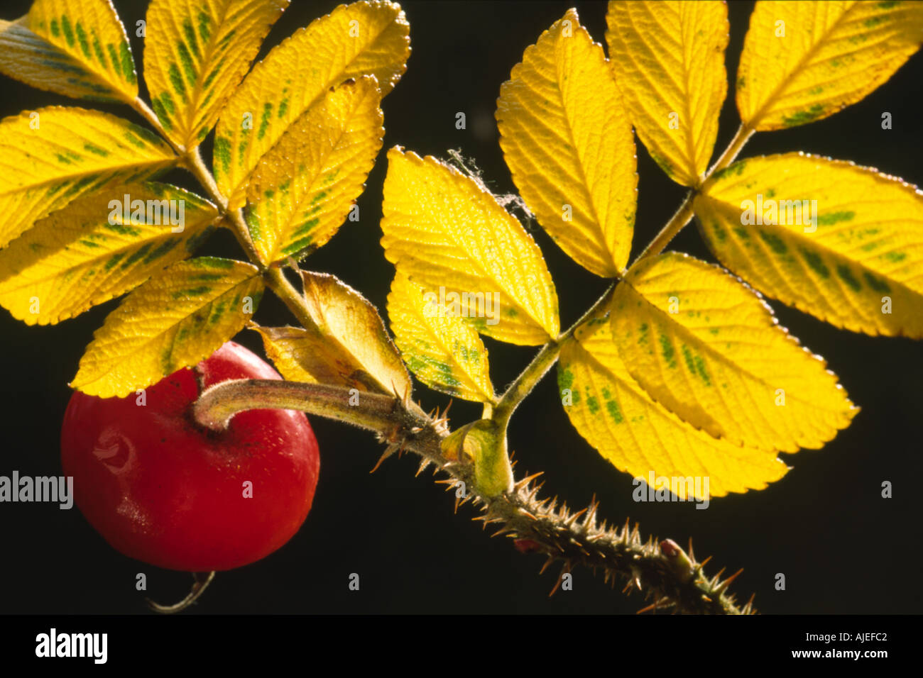 Hedging rose rosa rugosa leaves and fruit Stock Photo