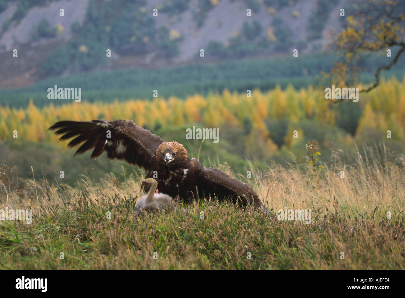 Golden Eagle aquila chrysaetos on ground with mountain hare Stock Photo