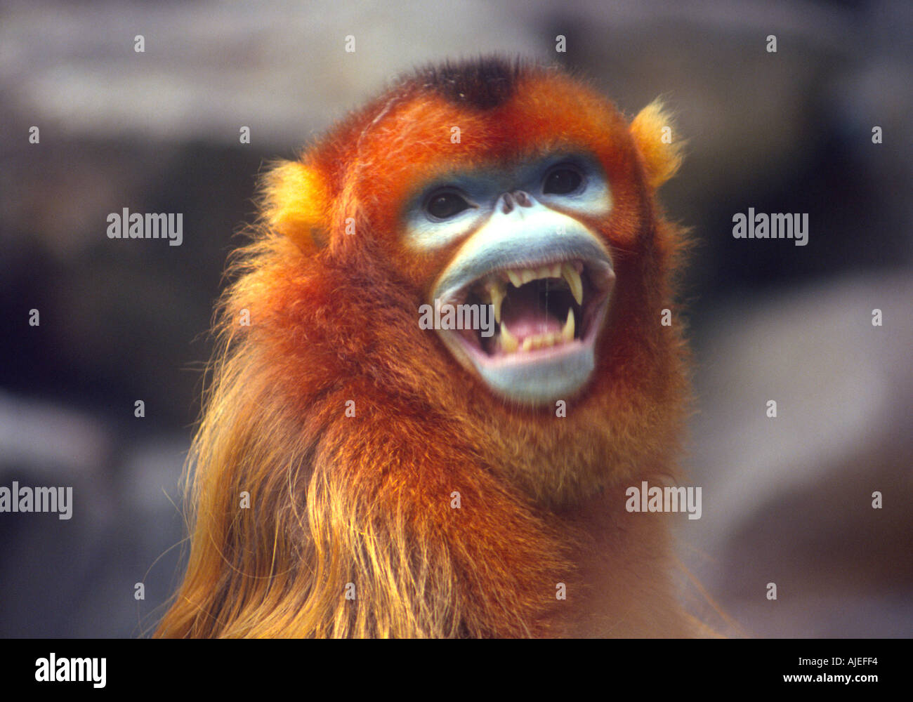 Golden monkey Rhinopithecus roxellanae endangered species of southwest China Stock Photo