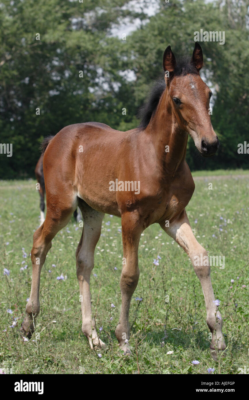 Portrait of the red foal Stock Photo