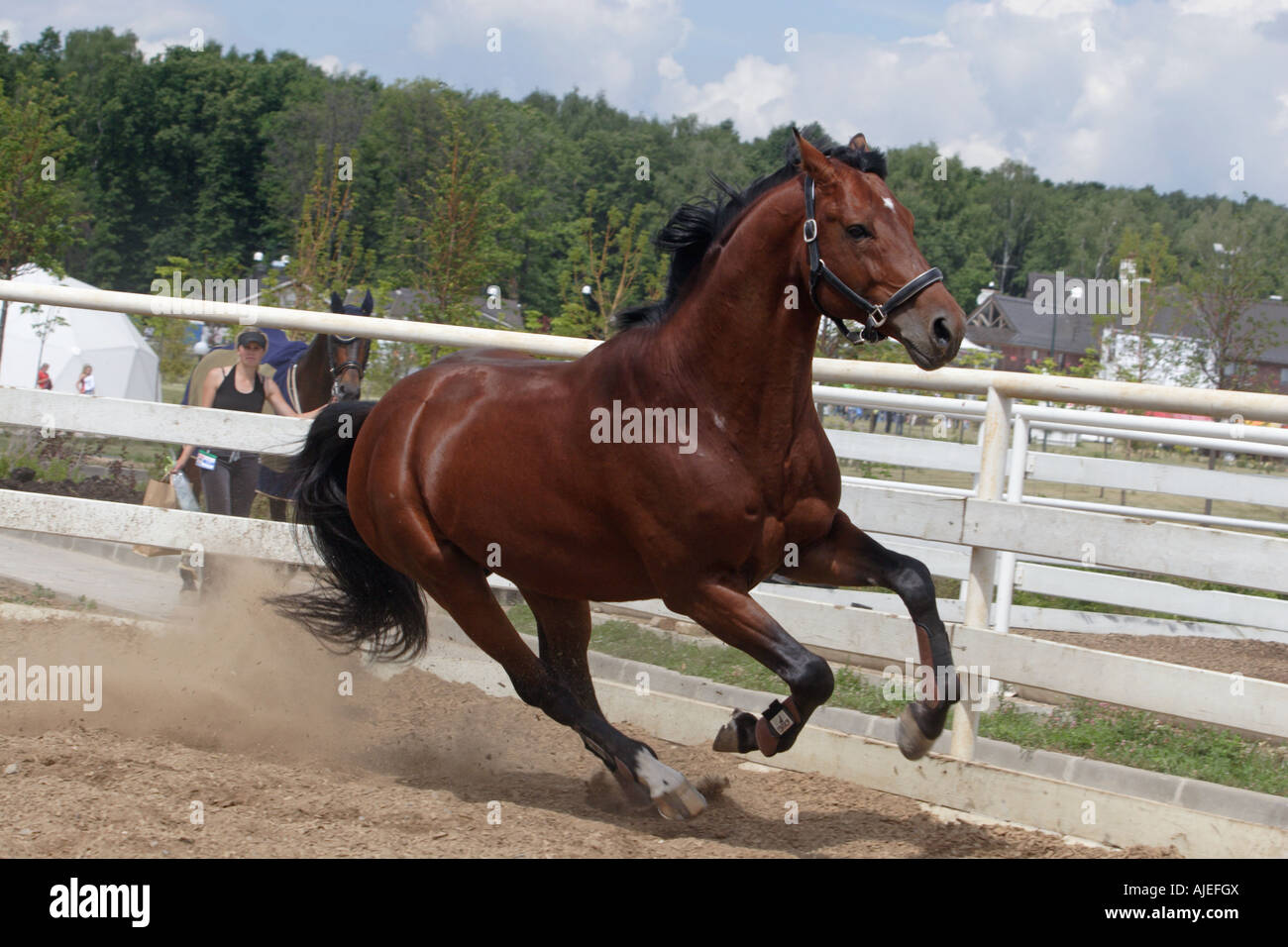 Wild bay horse in paddock Stock Photo