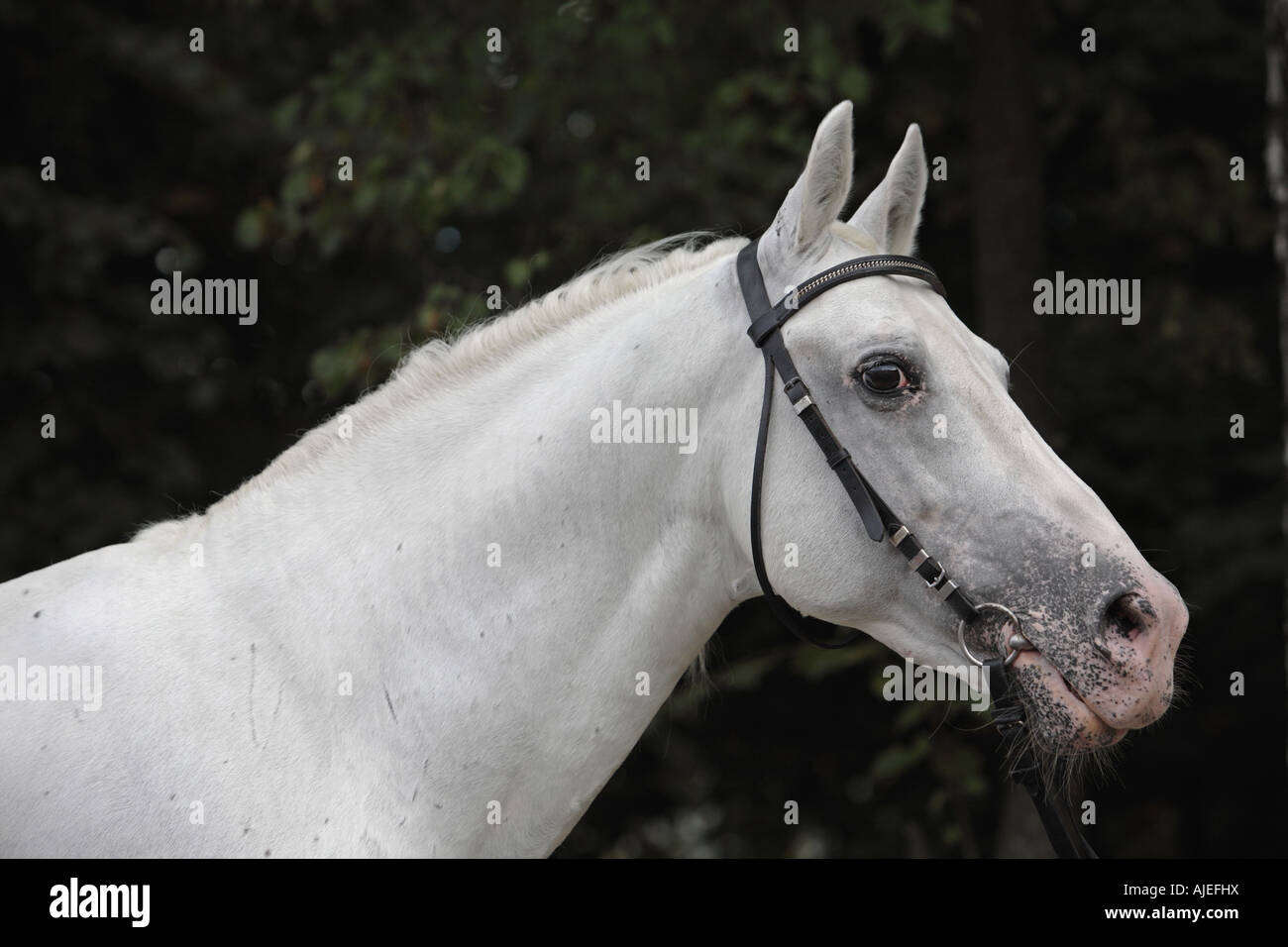 Portrait of the white horse Stock Photo