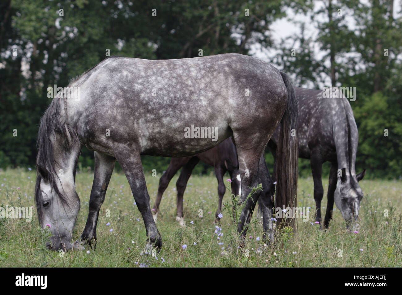 Grey horses Stock Photo