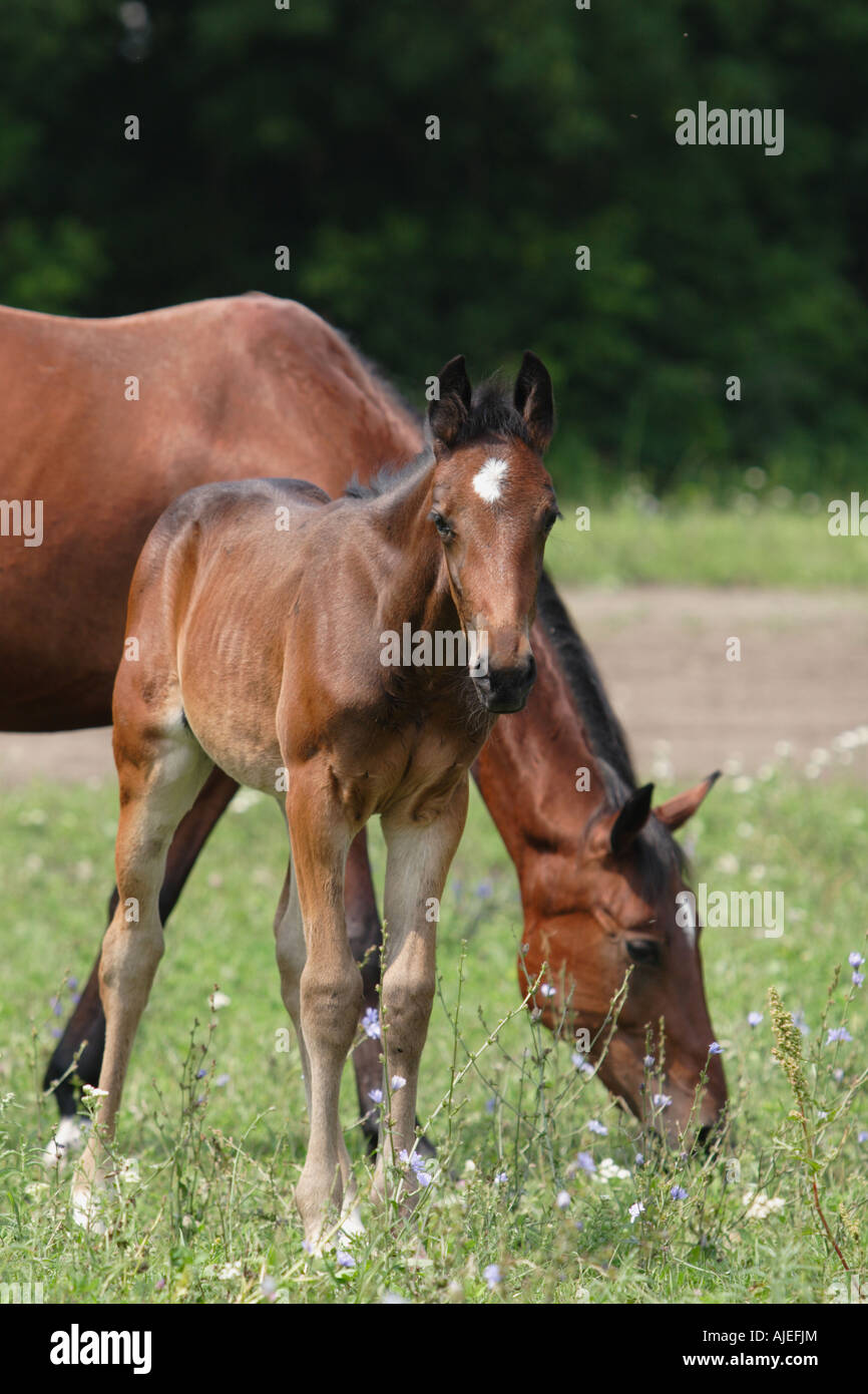Russian trotter mare and foal is grazed on the meadow Stock Photo